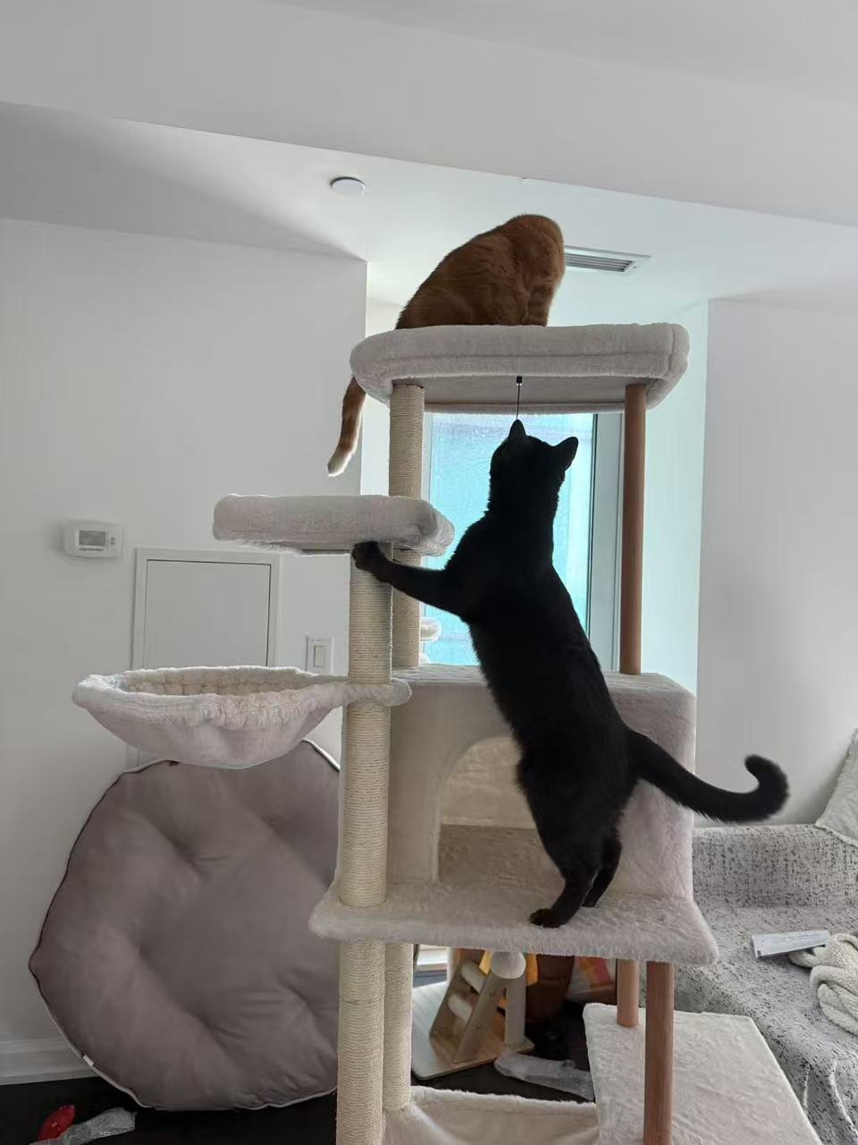 Two cats on a multi-level cat tree in a room with a window.