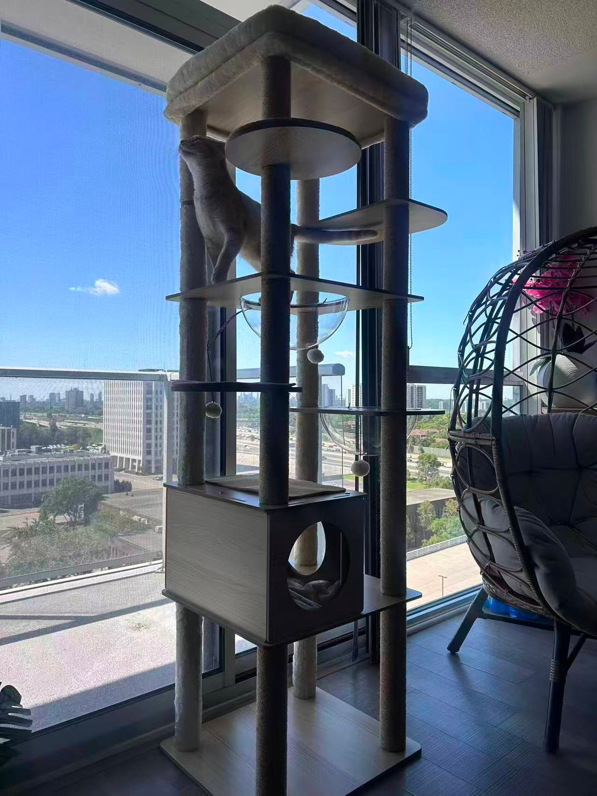 Cat climbing a multi-level cat tree in a room with large windows showing a cityscape.