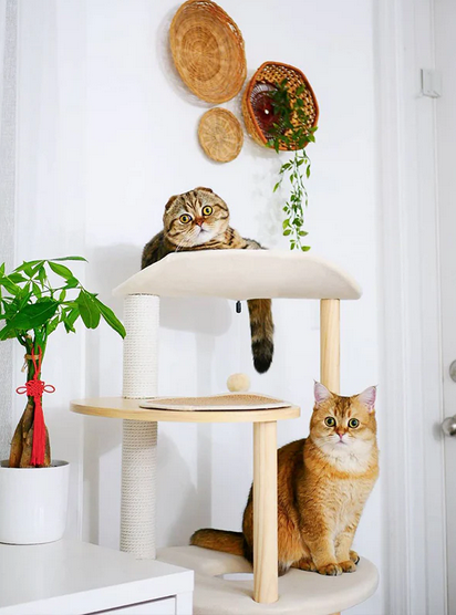 Two cats on a multi-level cat tree with decorative plates on the wall.