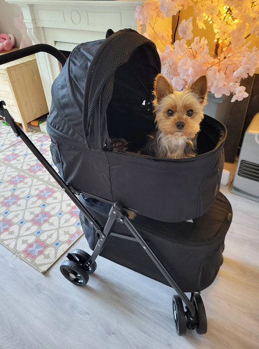 Small dog sitting in a black pet stroller indoors.