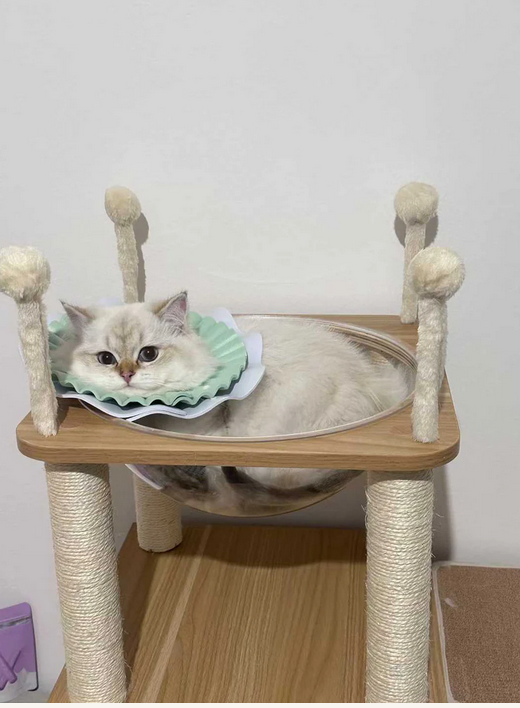 Cat lying on a wooden cat tree with a mirror