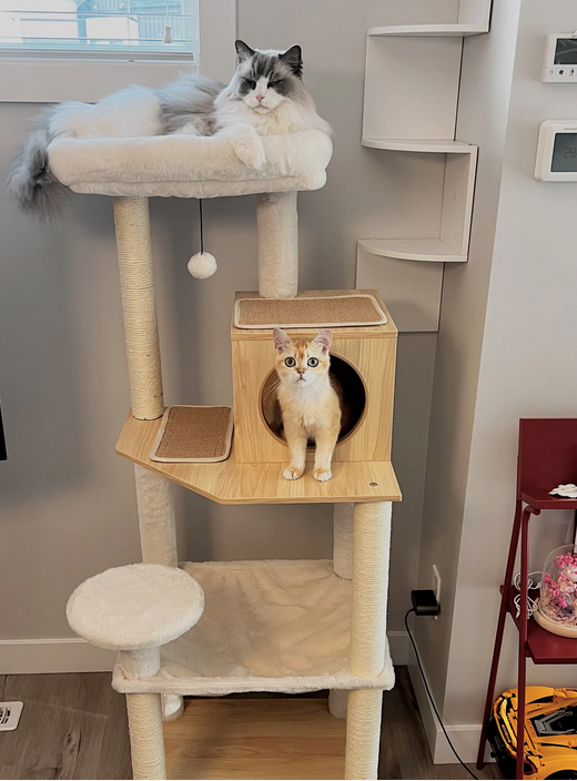 Two cats on a multi-level cat tree in a room with shelves and a window.