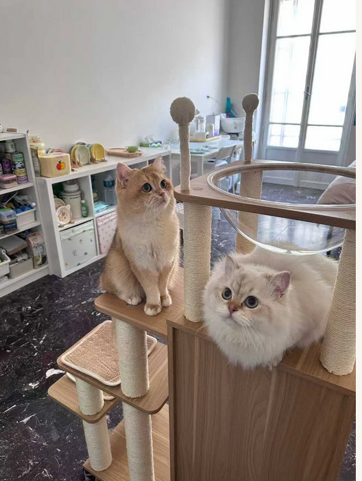 Two cats on a cat tree in a room with furniture and decor.