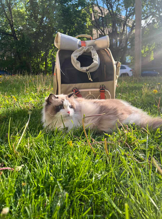 Cat lying on grass next to a pet carrier with a bow tie