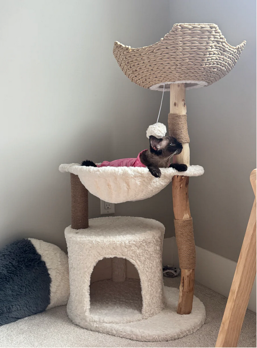 Cat lounging on a cat tree with a soft cushioned platform against a gray wall.