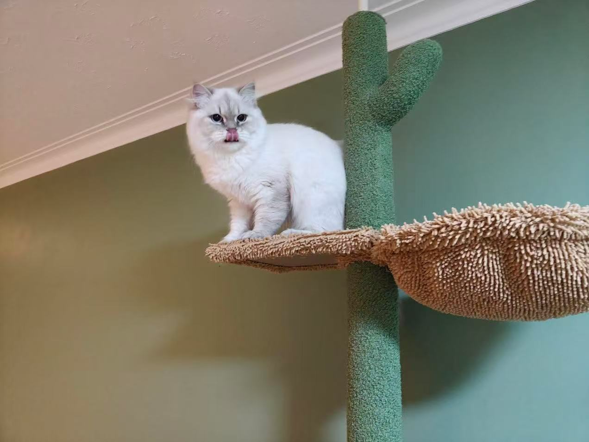 White cat sitting on a green and brown cat tree against a light green wall.